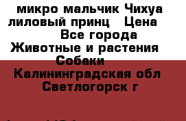 микро мальчик Чихуа лиловый принц › Цена ­ 90 - Все города Животные и растения » Собаки   . Калининградская обл.,Светлогорск г.